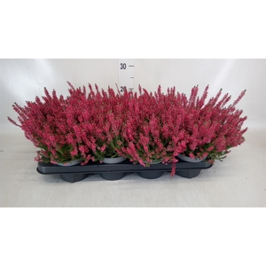 Calluna vulg. 'Beauty L Sylke'