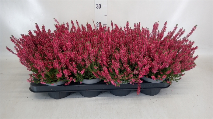 <h4>Calluna vulg. 'Beauty L Sylke'</h4>