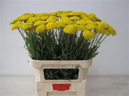 <h4>Achil F Park Variety</h4>