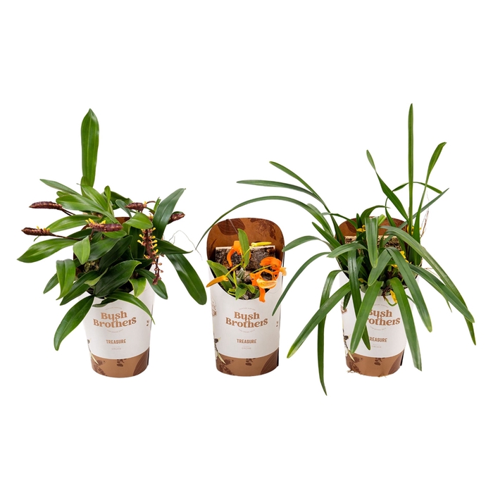 <h4>Orchideeen</h4>