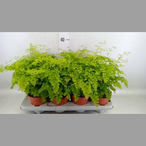 Adiantum raddi. 'Fragrans'