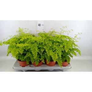 Adiantum raddi. 'Fragrans'