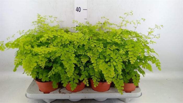<h4>Adiantum raddi. 'Fragrans'</h4>
