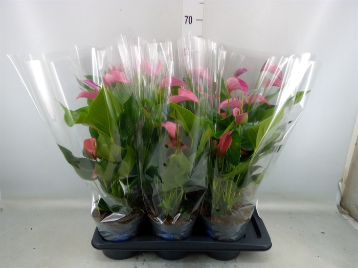 <h4>Anthurium andr. 'Joli'</h4>