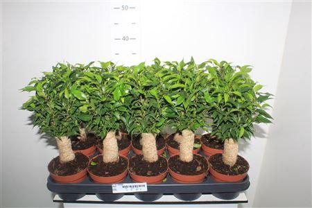 <h4>Fic Be Natasja Jute</h4>