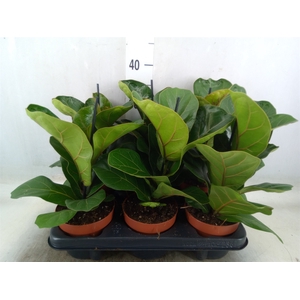 Ficus lyrata 'Bambino'