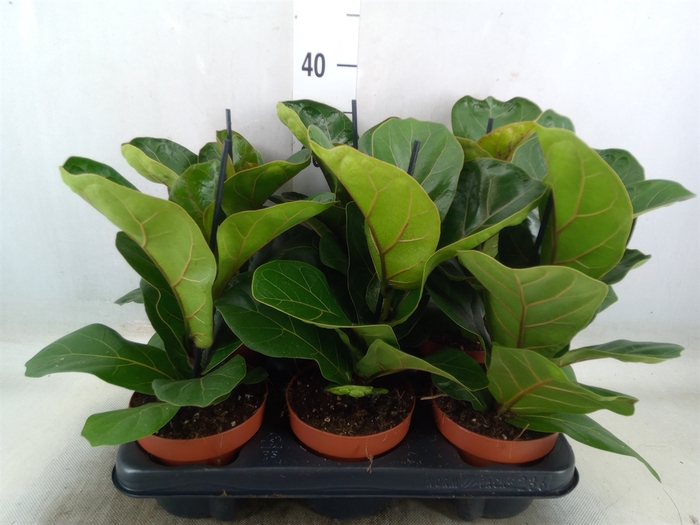 <h4>Ficus lyrata 'Bambino'</h4>