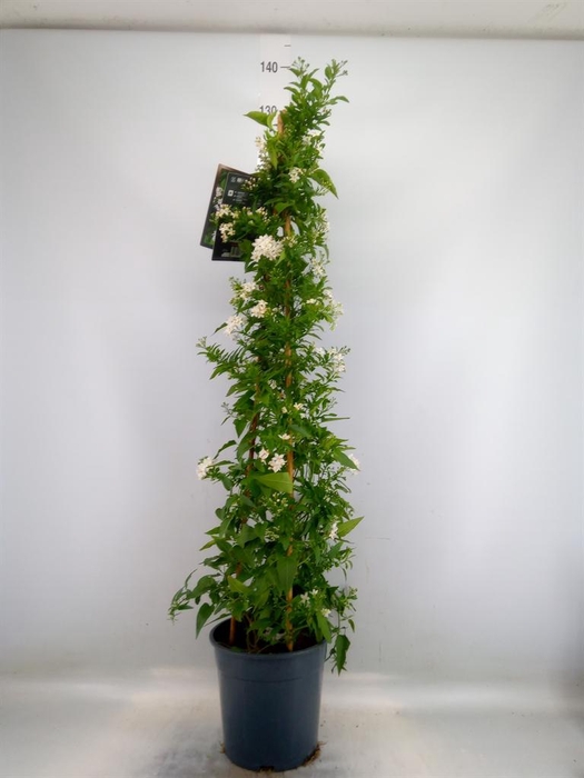 <h4>Solanum jasminoides</h4>