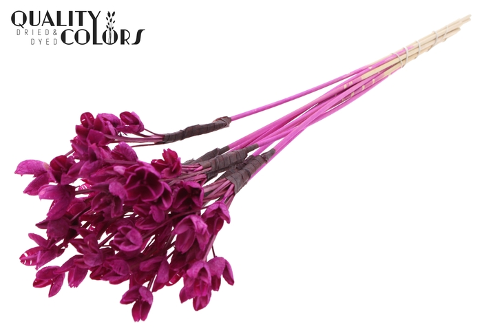 <h4>Bakuli On Stem Bleached Lilac</h4>