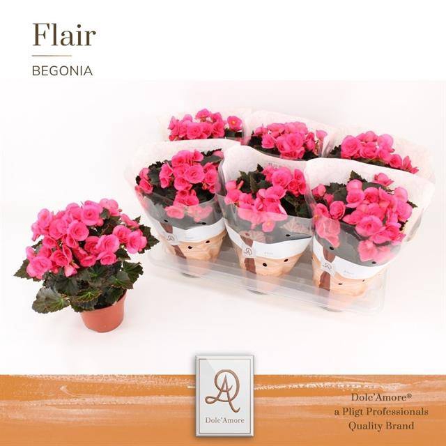 <h4>BEGONIA ADONIA P14 DOLC'AMORE</h4>