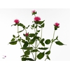 Monarda Pink Supreme