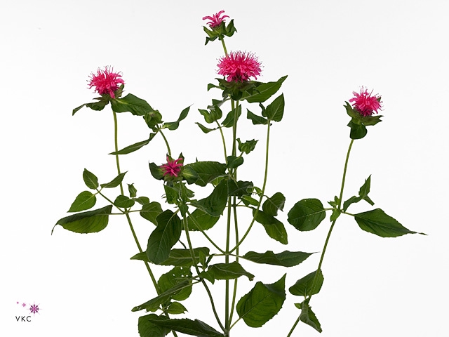 Monarda Pink Supreme