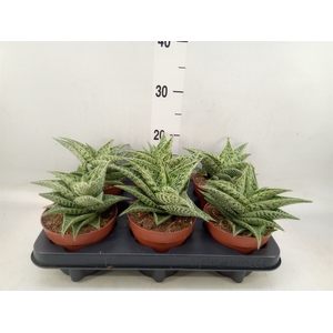 Aloe   ...