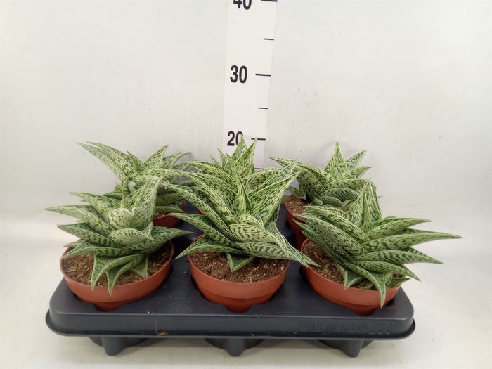 <h4>Aloe   ...</h4>