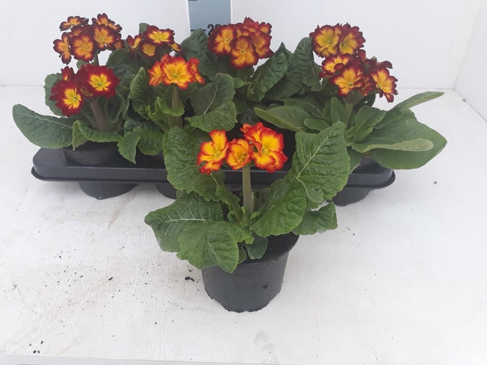 <h4>PRIM ELATIOR</h4>