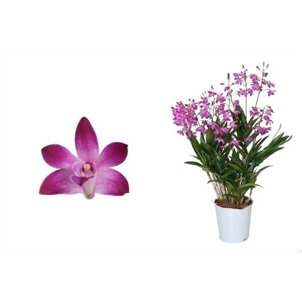 <h4>Dendrobium, Berry Oda 18+ spike 'Exclusiva Orchidea'</h4>