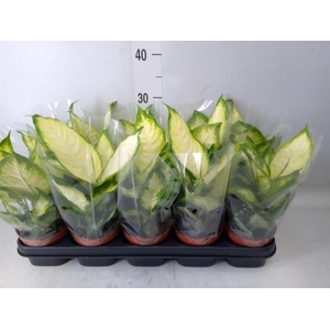 Dieffenbachia  'Camilla'