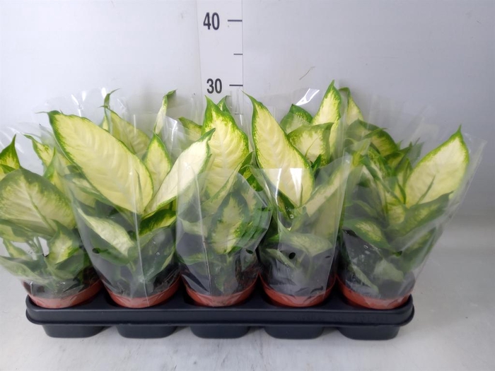<h4>Dieffenbachia 'Camilla'</h4>