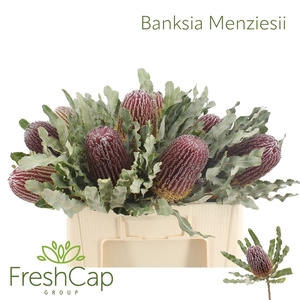 Banksia Menziesii