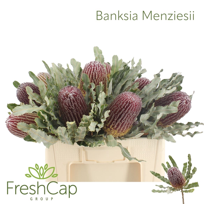 <h4>Banksia Menziesii</h4>