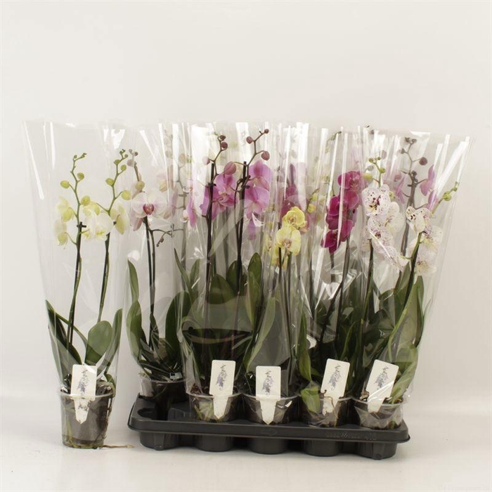 <h4>PHAL GEM 5 KL</h4>