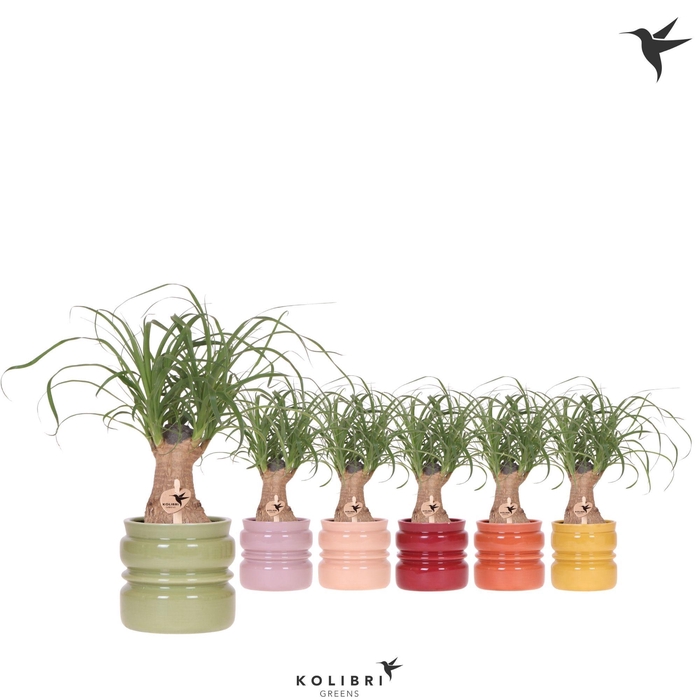 <h4>Kolibri Greens Beaucarnea in Noma pot mix</h4>