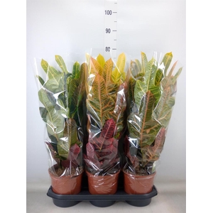 Codiaeum var. GR 'Excellent'