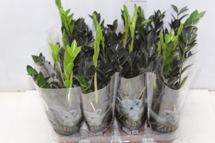 <h4>ZAMIOCULCAS BLACK QUEEN P09</h4>
