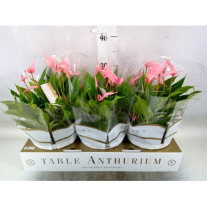 Anthurium andr. 'Lilli'