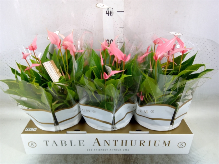 <h4>Anthurium andr. 'Lilli'</h4>