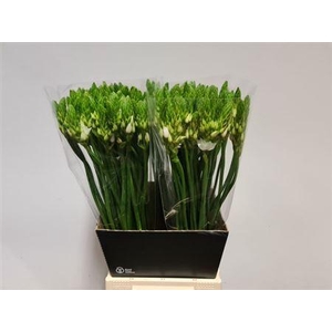 Ornit Thyrsoides 55cm