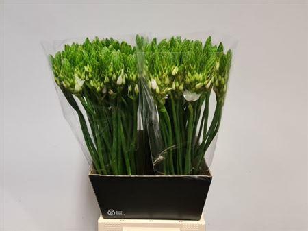 <h4>Ornit Thyrsoides 55cm</h4>