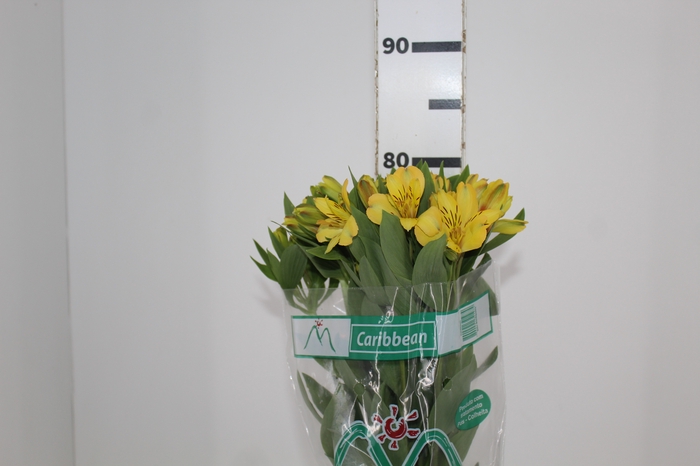 <h4>ALSTROEMERIA CARIBBEAN 080 CM</h4>