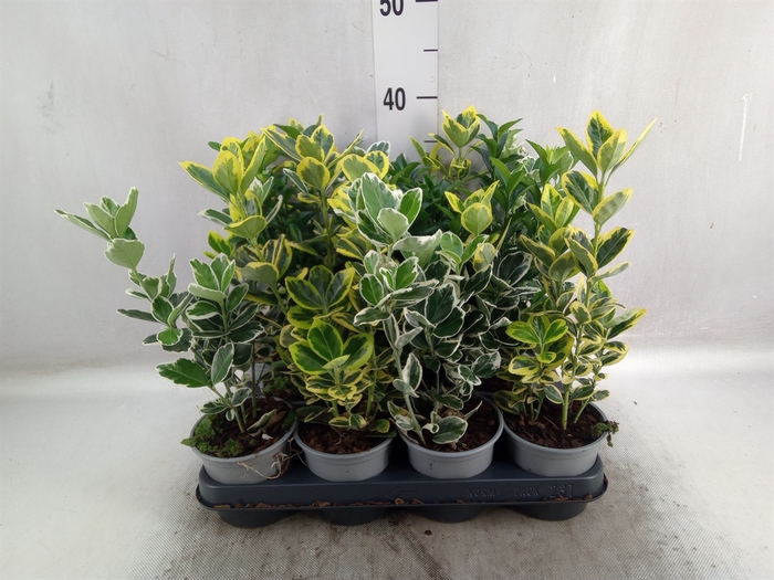 <h4>Euonymus japon.   ...mix</h4>