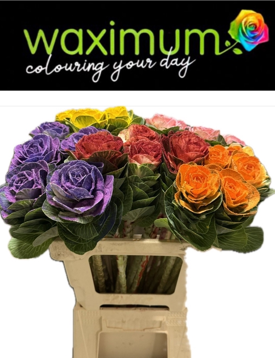 <h4>BRASS KLB H%</h4>