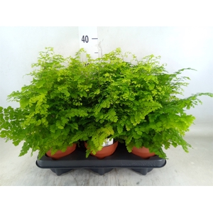 Adiantum raddi. 'Fritz-Luthi'