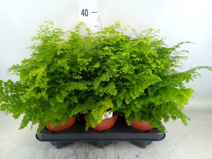 <h4>Adiantum raddi. 'Fritz-Luthi'</h4>