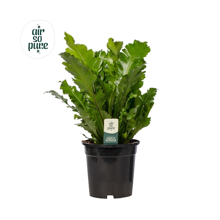 <h4>Asplenium Campio - Air So Pure</h4>