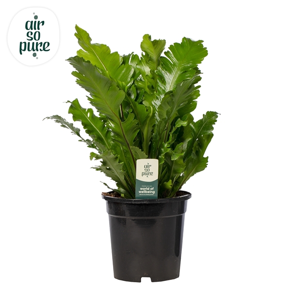 <h4>Asplenium Campio - Air So Pure</h4>