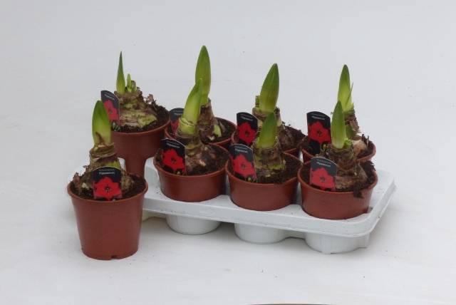 <h4>HIPP GA RED LION</h4>