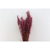 Dried Avena X5 Bordeaux Bunch