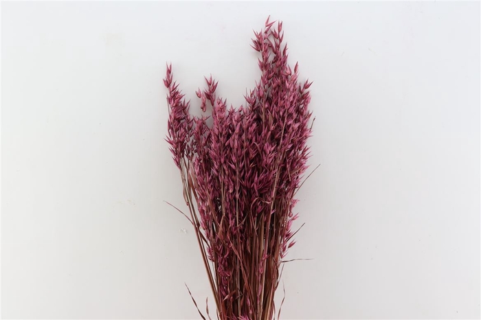 Dried Avena X5 Bordeaux Bunch