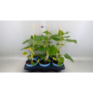 Cucumis sativus   ...