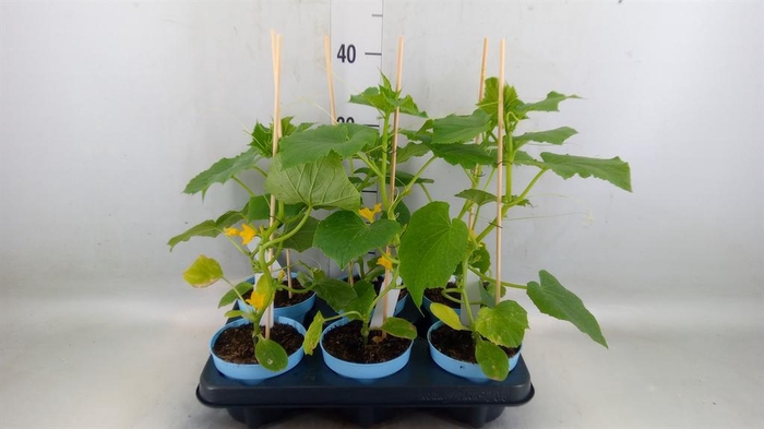 <h4>Cucumis sativus   ...</h4>