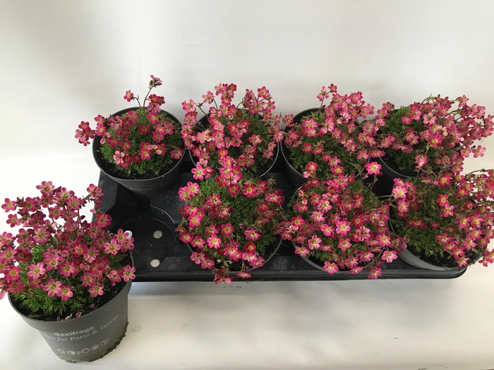 <h4>SAXIF AR TOUR SCARL</h4>