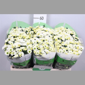 Chr S Rossi White