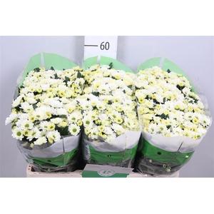 Chr S Rossi White
