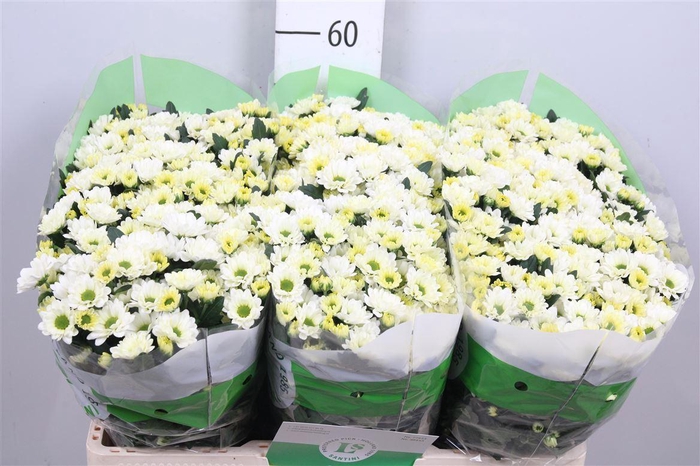 <h4>Chr S Rossi White</h4>