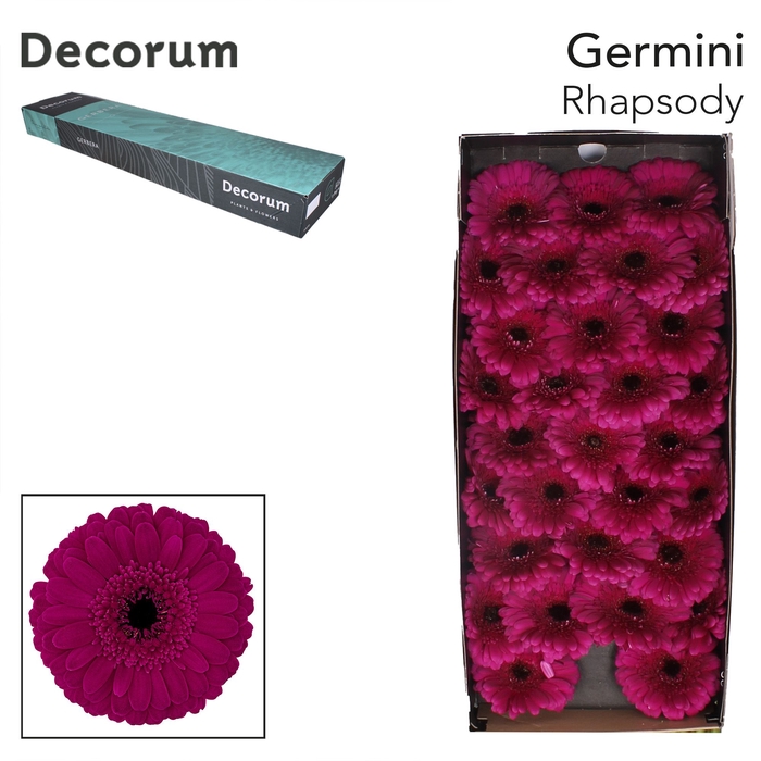 <h4>Germini Rhapsody Doos</h4>