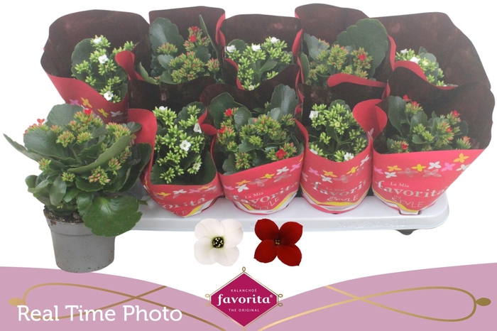 <h4>KAL EN GEM 2 KL</h4>